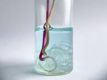 Close-up of drink in glass against white background