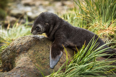 Side view of fur seal on rock by plants