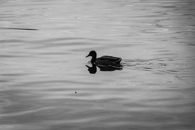 High angle view of duck swimming in lake