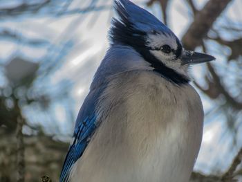 Close-up of bird perching outdoors