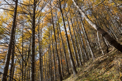 Low angle view of bamboo trees in forest