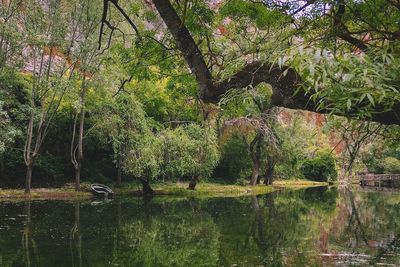 Reflection of trees in water