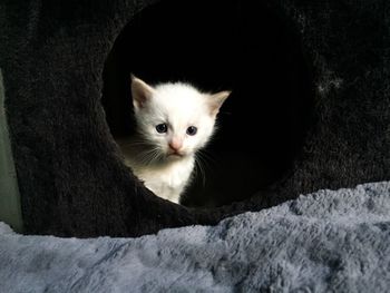View of kitten peeping through hole