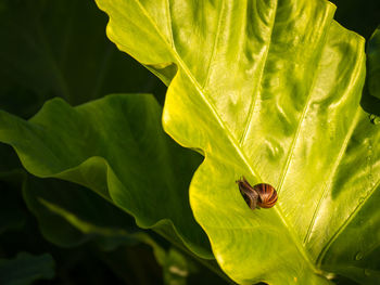 Close-up of insect on leaf