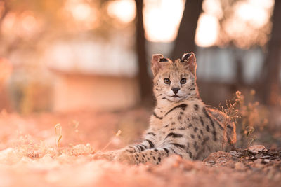 Portrait of cat sitting outdoors