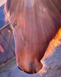 Close-up of young woman with horse in background