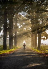 Man riding bicycle on road amidst trees