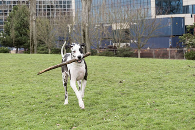 Harlequin great dane dog running with large stick on green grass lawn with smile.