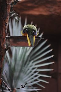 Close-up of parrot perching on metal