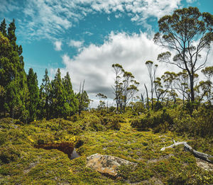 Scenic view of forest against sky