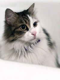 Close-up portrait of white cat