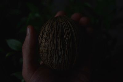 Close-up of hand holding leaf