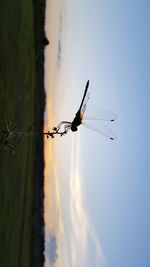 View of bird flying in sky