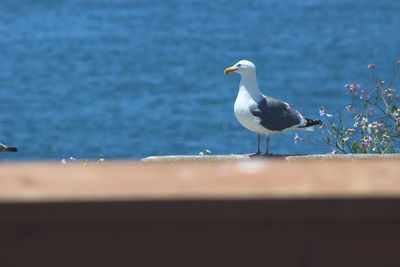 Close-up of seagull perching on sea