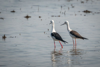 View of birds in lake