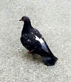 Close-up side view of bird