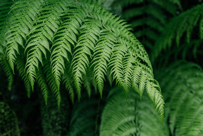 Lush green fern leaves in forest