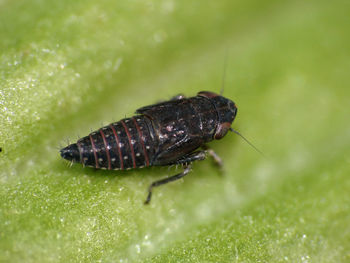 Close-up of insect on leaf