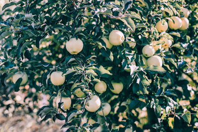 Beautiful ripe yellow green apples on branches in orchard garden. summer autumn day in countryside.