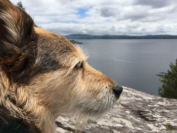 Close-up of dog at shore against sky