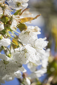 Close-up of apple blossoms in spring