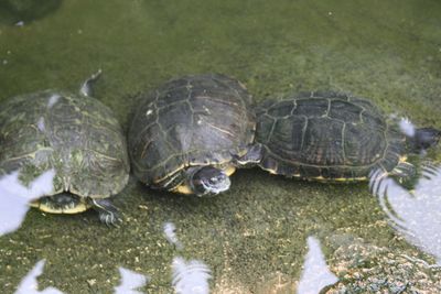 Close-up of tortoise