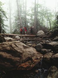 Stream passing through forest