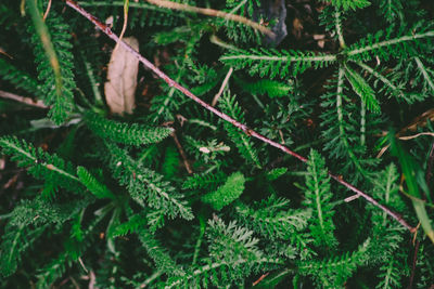 High angle view of pine tree