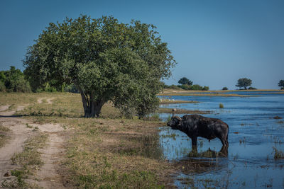 Cape buffalo standing in pond