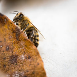 Close-up of bee