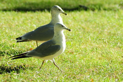 Bird perching on a field