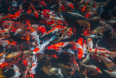 View of fish swimming in pond