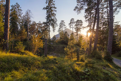 Sunlight streaming through trees in forest