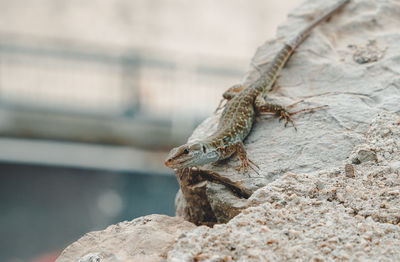 Close-up of lizard on rock