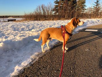 Dog standing in snow