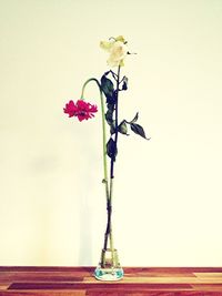 Close-up of flowers over white background