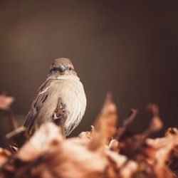 Close-up of sparrow