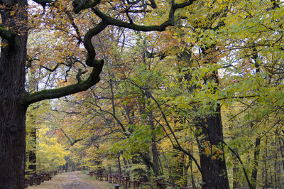 Trees in forest