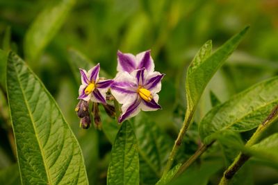 Close-up of purple flowering plant