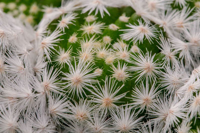 Full frame shot of succulent plants