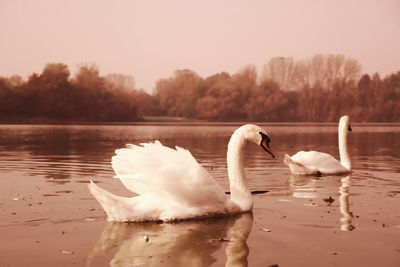 Swans swimming in lake