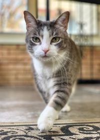 Close-up portrait of tabby cat