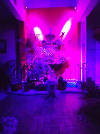 Blurred motion of illuminated christmas lights at nightclub