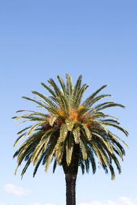 Low angle view of palm tree against clear blue sky