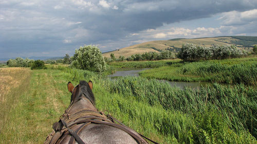 Close-up of horse on field against sky