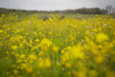 Yellow flowering plants growing on field