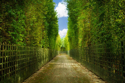 Footpath amidst trees and plants