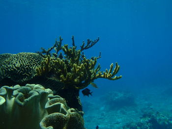 Fish swimming in sea