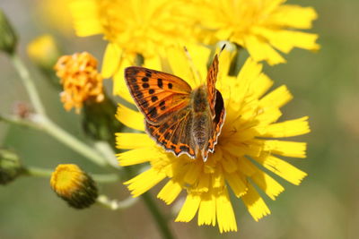 Close-up of butterfly on yellow flower