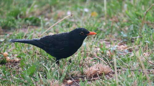 Side view of blackbird on grassy field